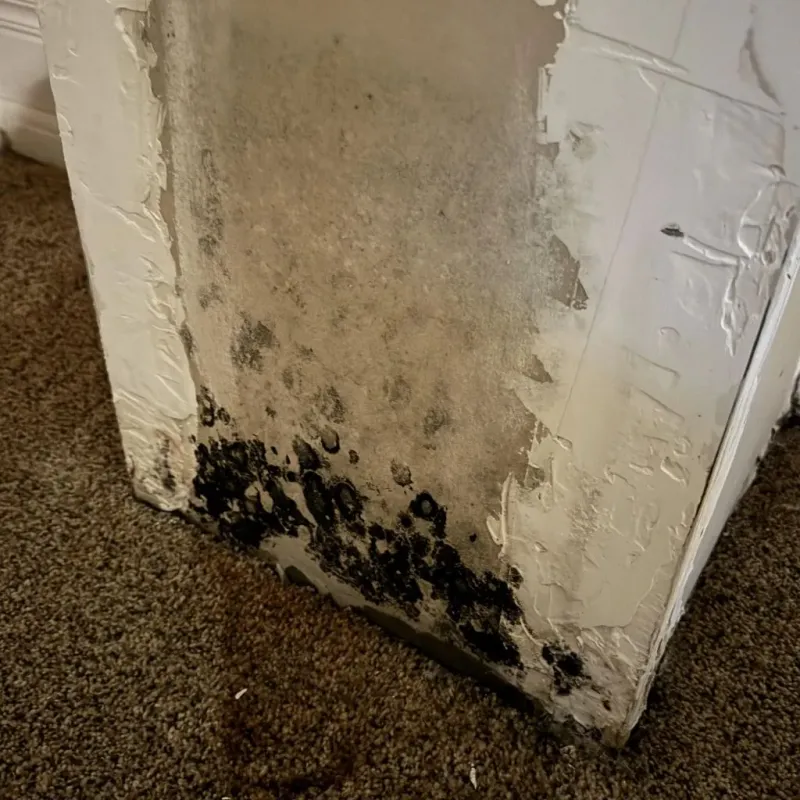 Professional Mold Removal in Canterbury, NH